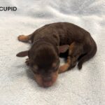 CHARITY’S Schnoodle Litter – $2500 (Click ‘View Detail’ to see Photos)