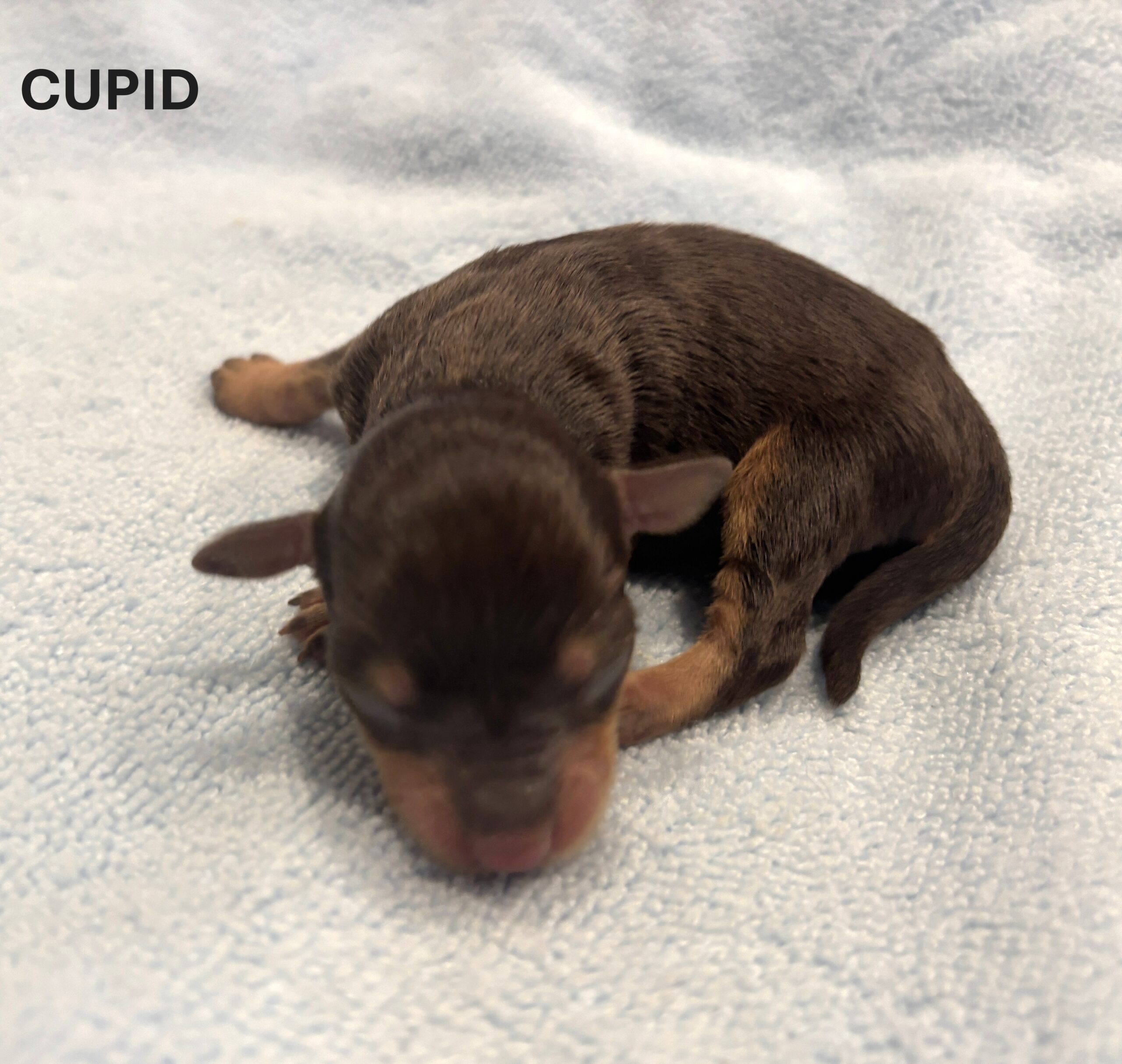 CHARITY’S Schnoodle Litter – $2500 (Click ‘View Detail’ to see Photos)