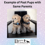 PEBBLES – Bichon Mix $1800