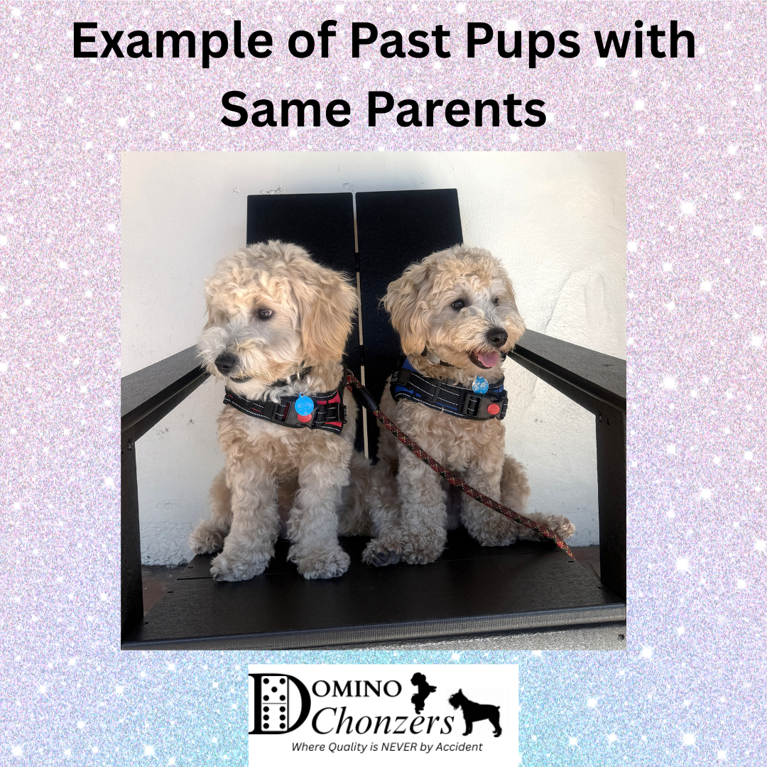 PEBBLES – Bichon Mix $1800