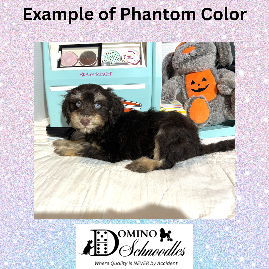 CHARITY’S Schnoodle Litter – $2500 (Click ‘View Detail’ to see Photos)