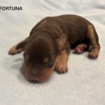 CHARITY’S Schnoodle Litter – $2500 (Click ‘View Detail’ to see Photos)