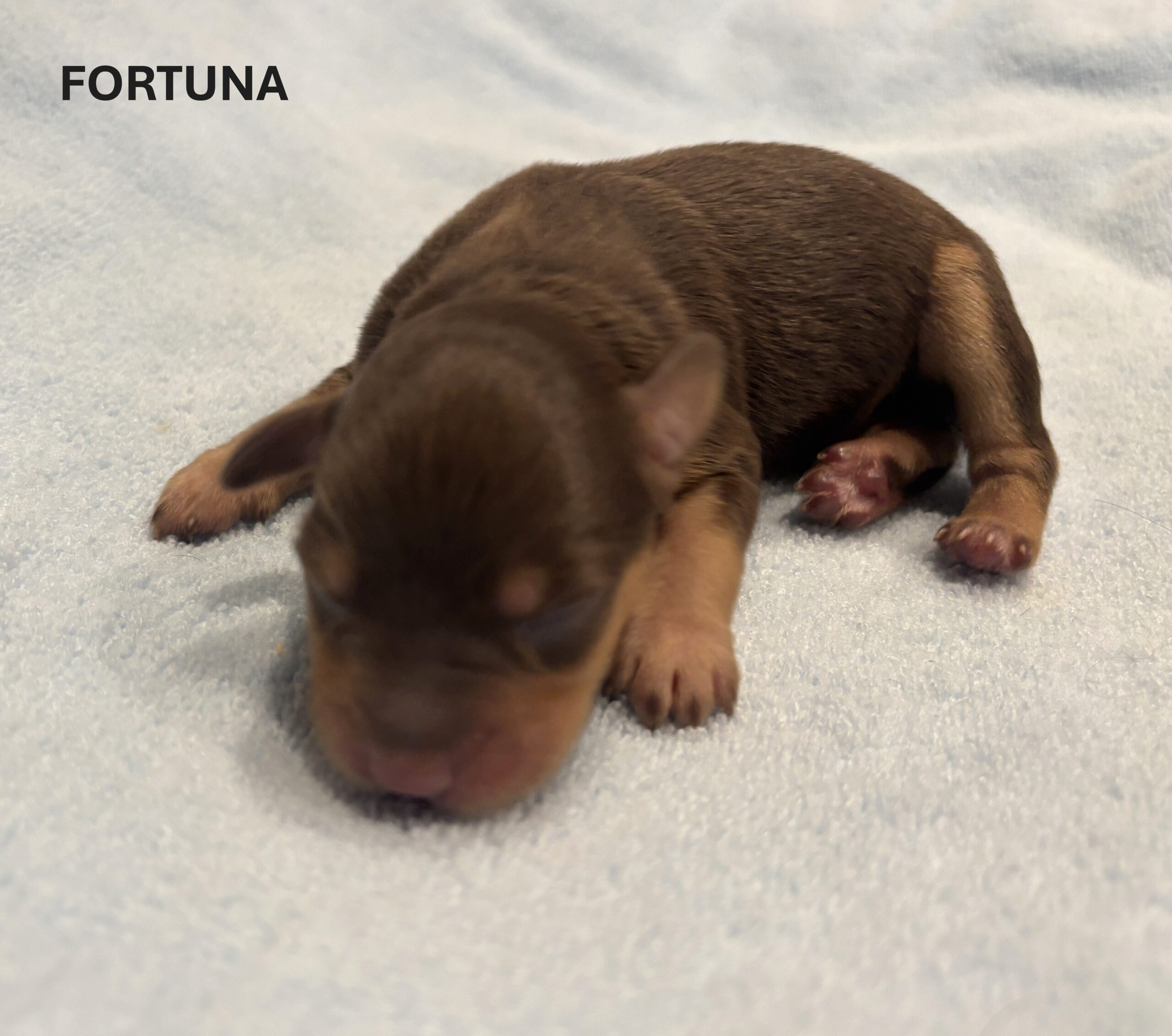 CHARITY’S Schnoodle Litter – $2500 (Click ‘View Detail’ to see Photos)