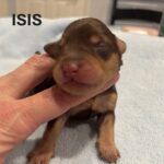 CHARITY’S Schnoodle Litter – $2500 (Click ‘View Detail’ to see Photos)