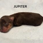 CHARITY’S Schnoodle Litter – $2500 (Click ‘View Detail’ to see Photos)