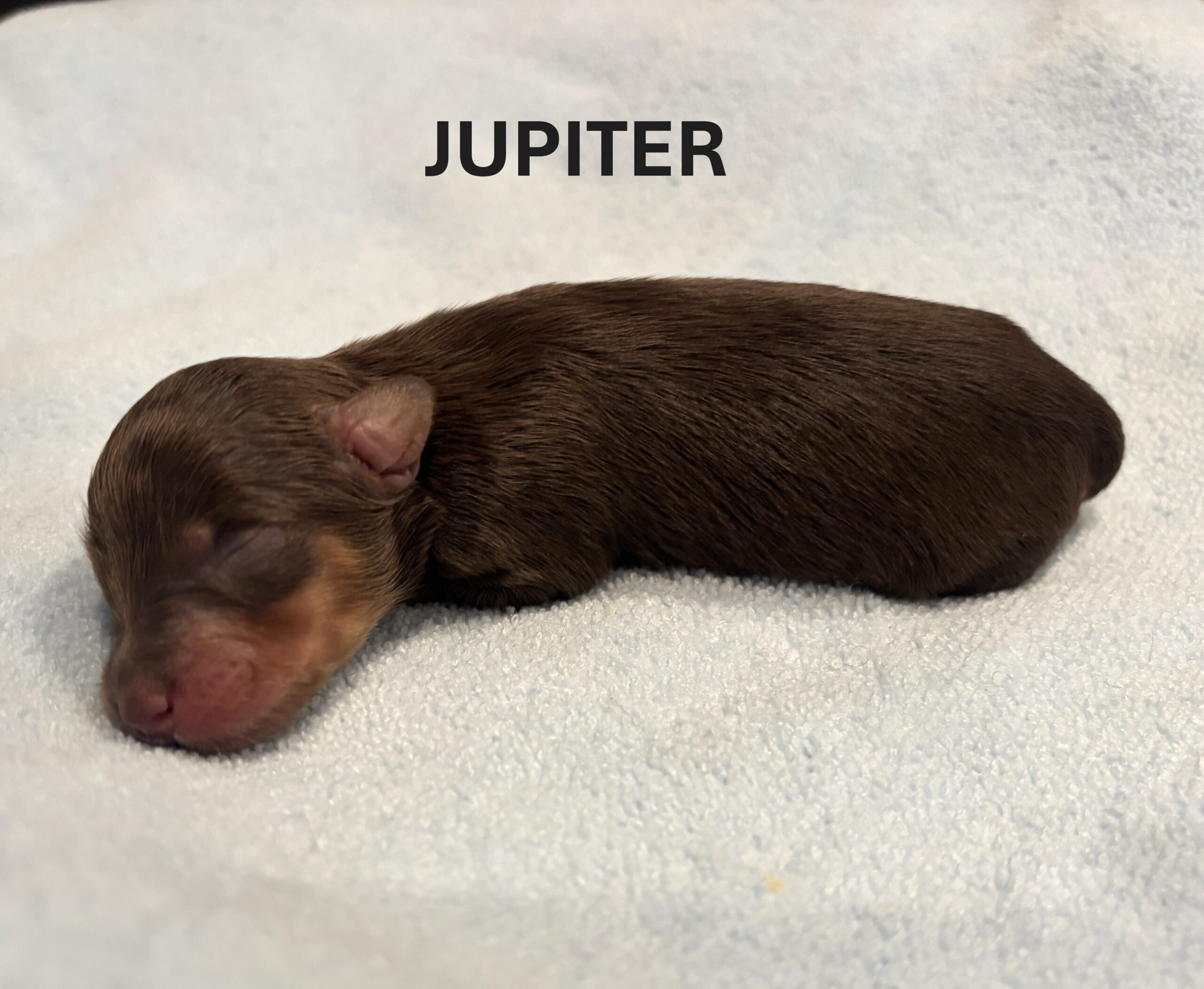 CHARITY’S Schnoodle Litter – $2500 (Click ‘View Detail’ to see Photos)