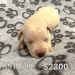 EMILY’S Schnoodle Litter (Click ‘View Detail’ to see Photos)