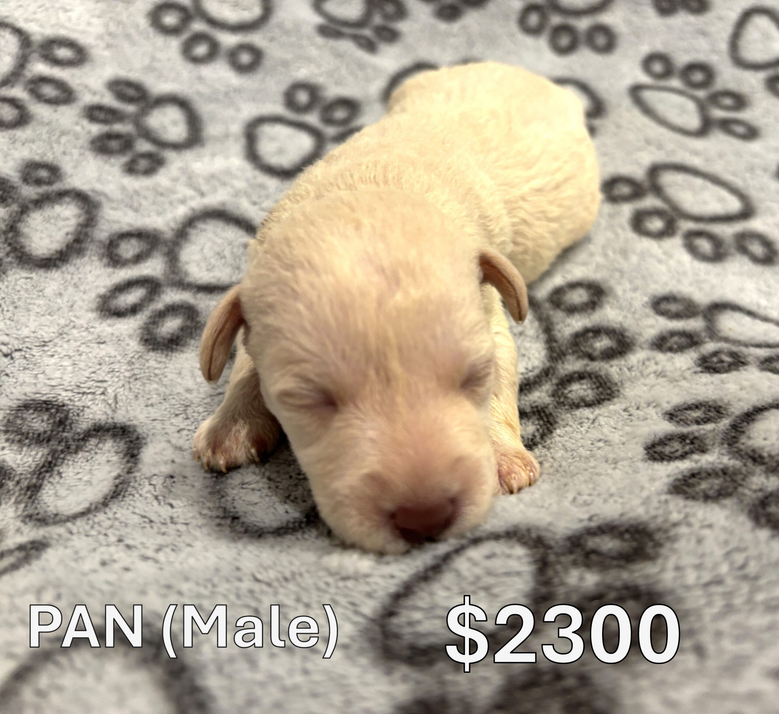 EMILY’S Schnoodle Litter (Click ‘View Detail’ to see Photos)