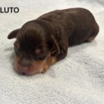 CHARITY’S Schnoodle Litter – $2500 (Click ‘View Detail’ to see Photos)