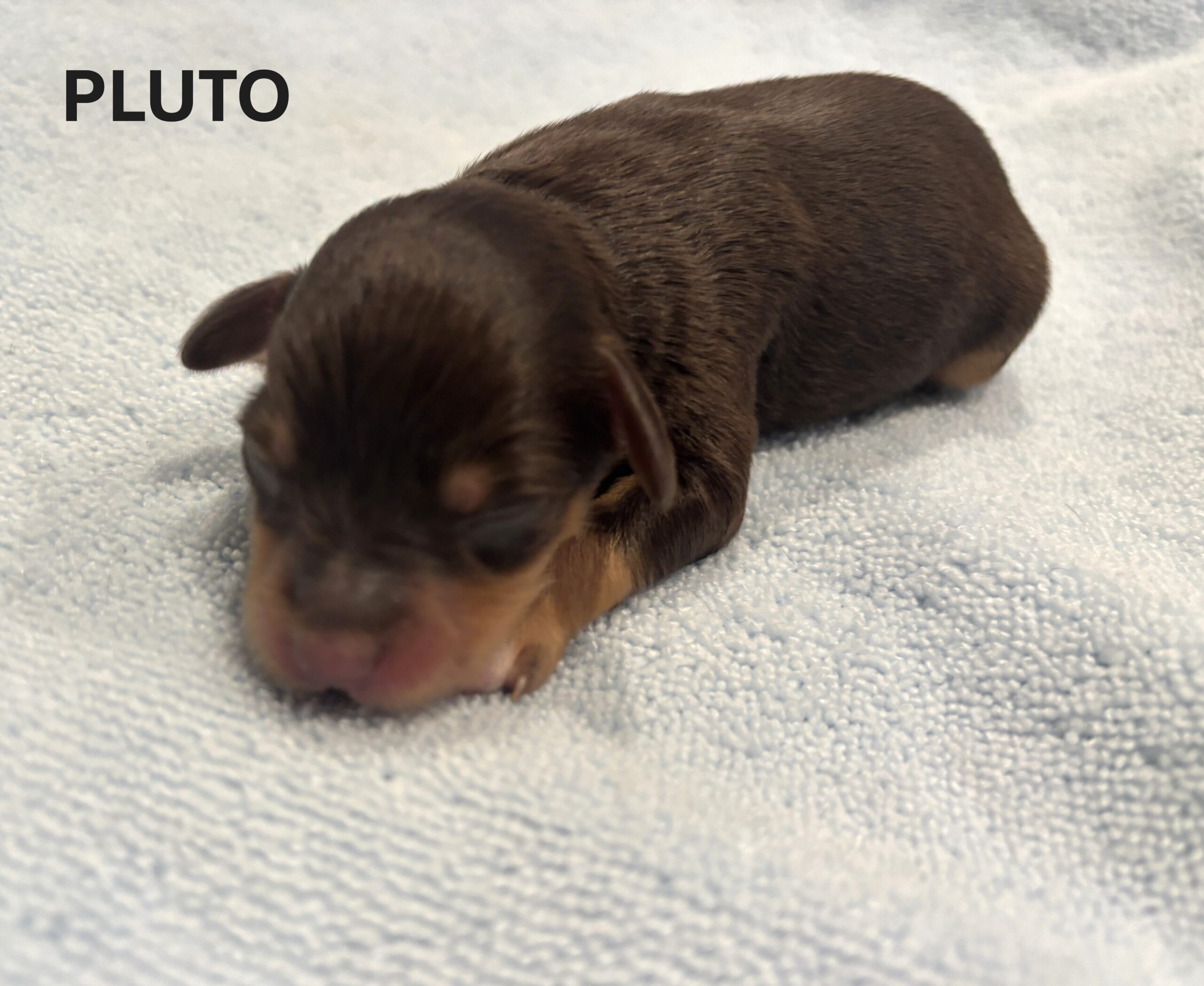 CHARITY’S Schnoodle Litter – $2500 (Click ‘View Detail’ to see Photos)