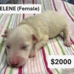 EMILY’S Schnoodle Litter (Click ‘View Detail’ to see Photos)