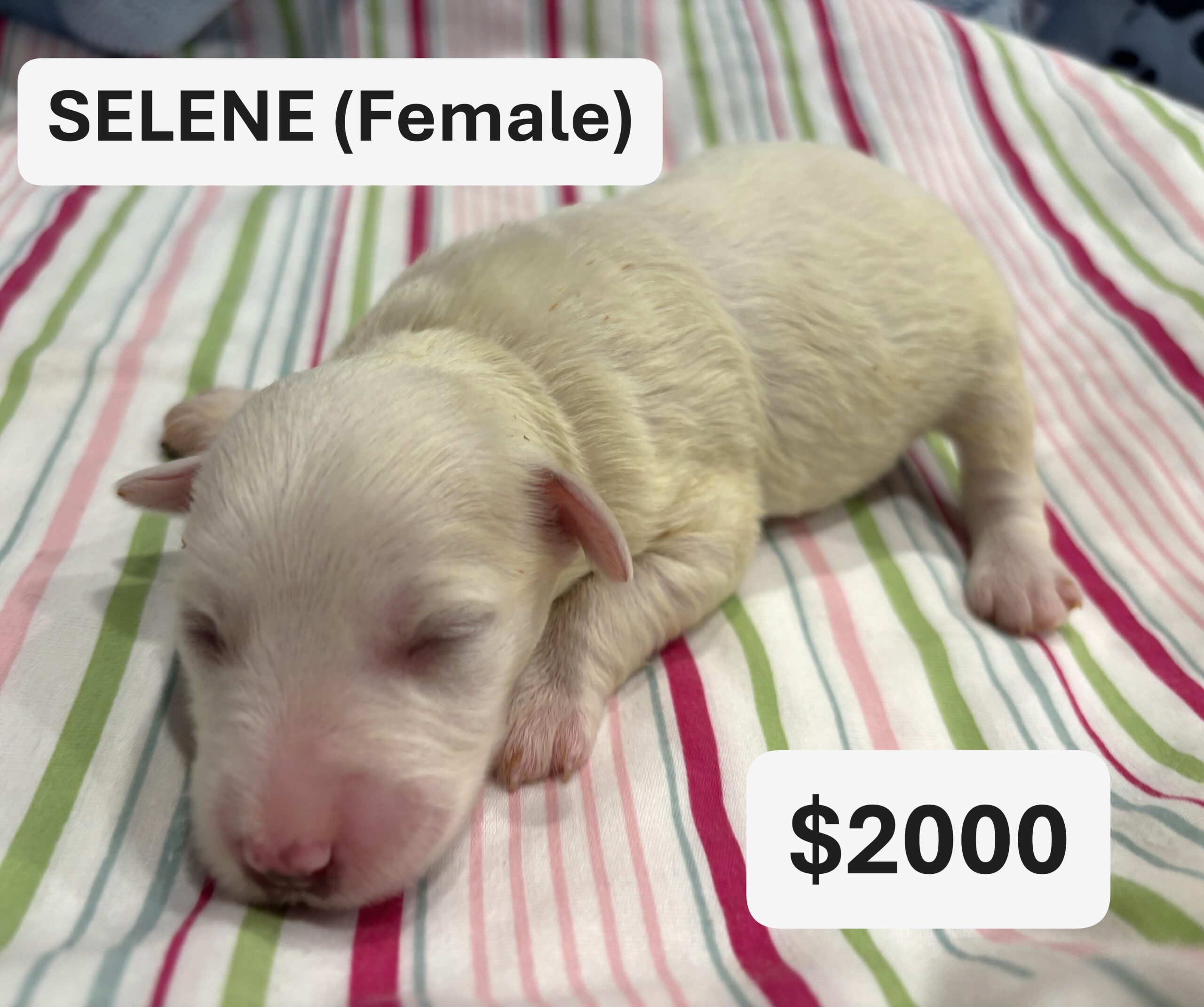 EMILY’S Schnoodle Litter (Click ‘View Detail’ to see Photos)