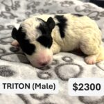 EMILY’S Schnoodle Litter (Click ‘View Detail’ to see Photos)