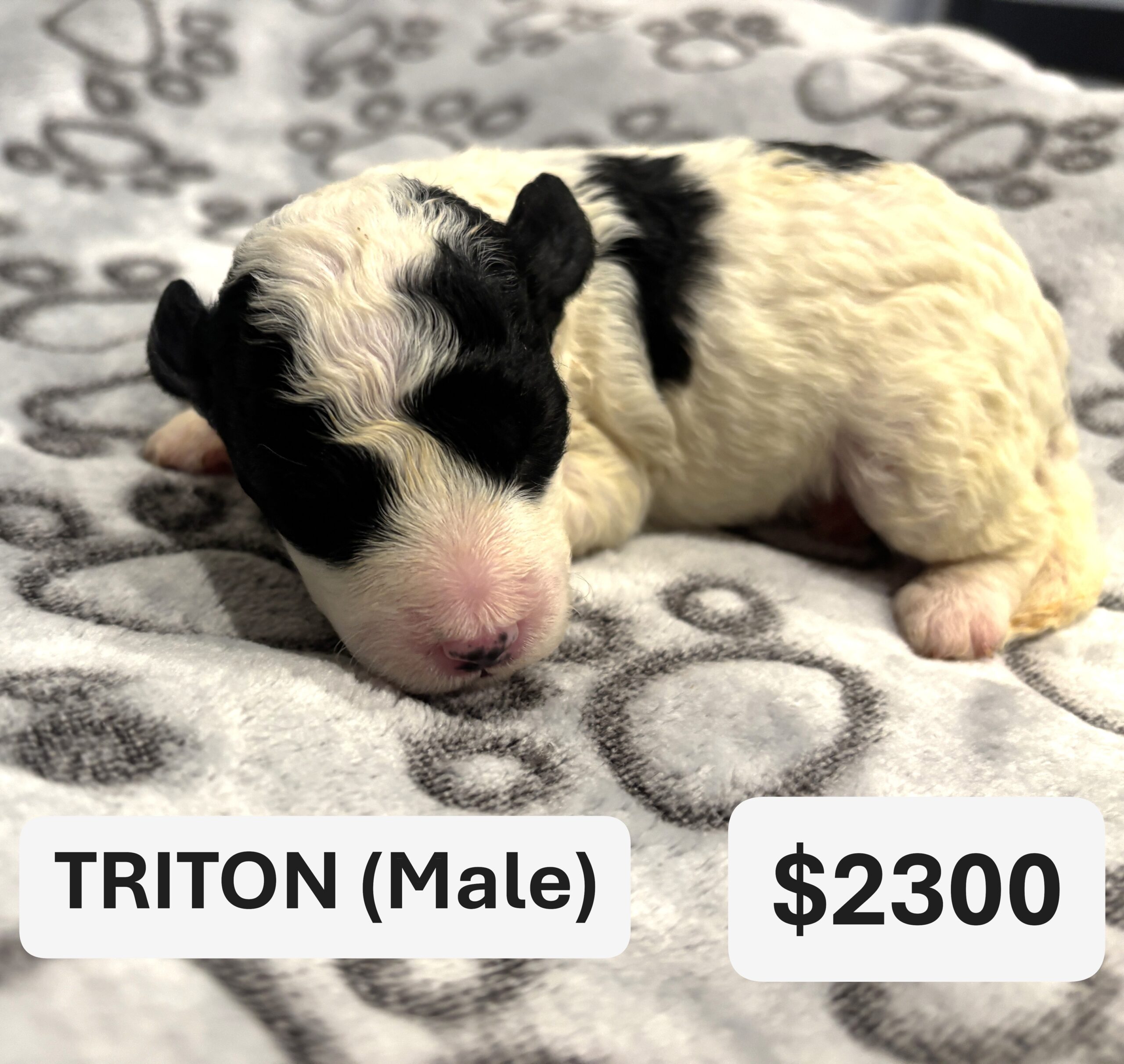 EMILY’S Schnoodle Litter (Click ‘View Detail’ to see Photos)