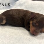 CHARITY’S Schnoodle Litter – $2500 (Click ‘View Detail’ to see Photos)