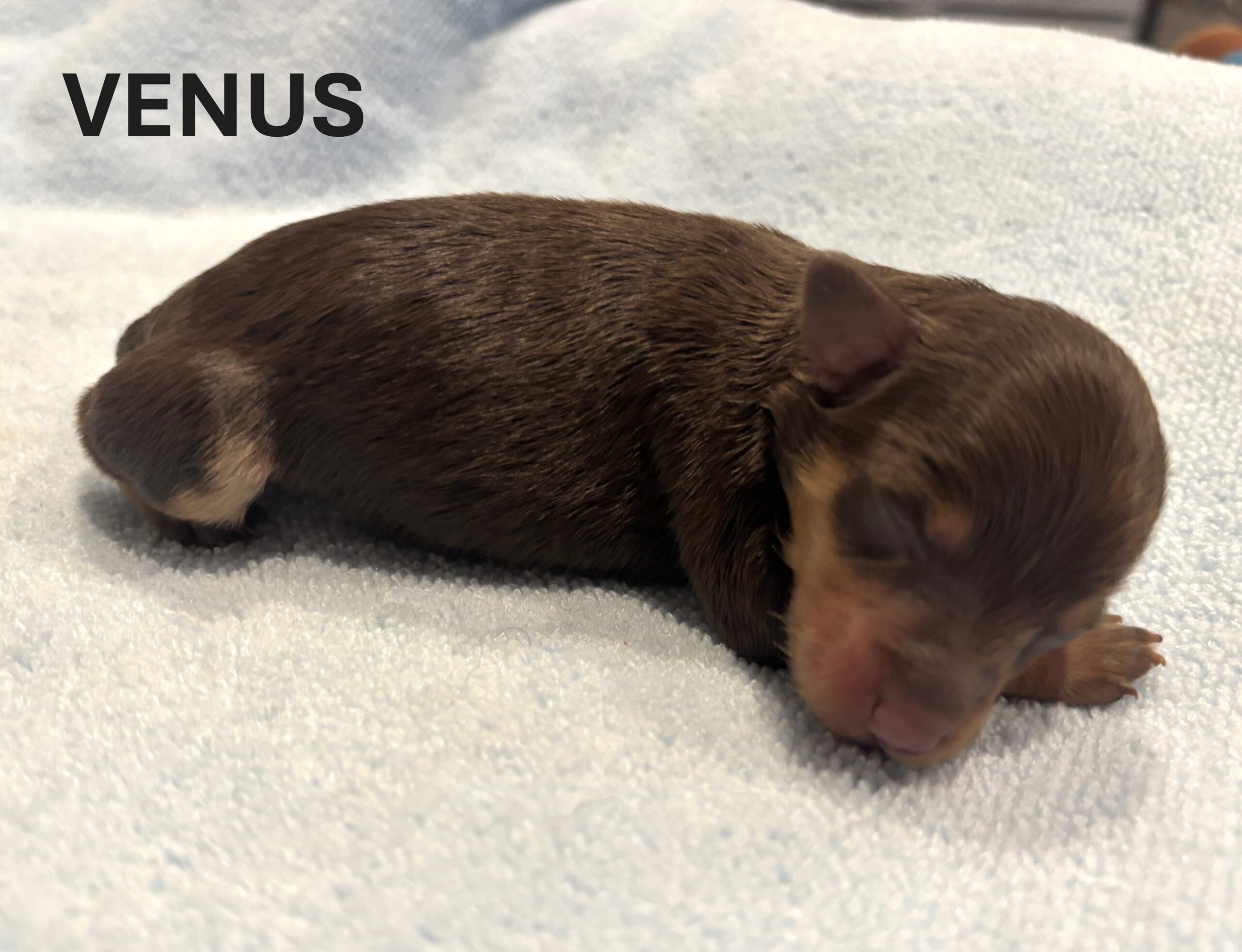 CHARITY’S Schnoodle Litter – $2500 (Click ‘View Detail’ to see Photos)