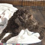 PENNY – Miniature Schnoodle $2300