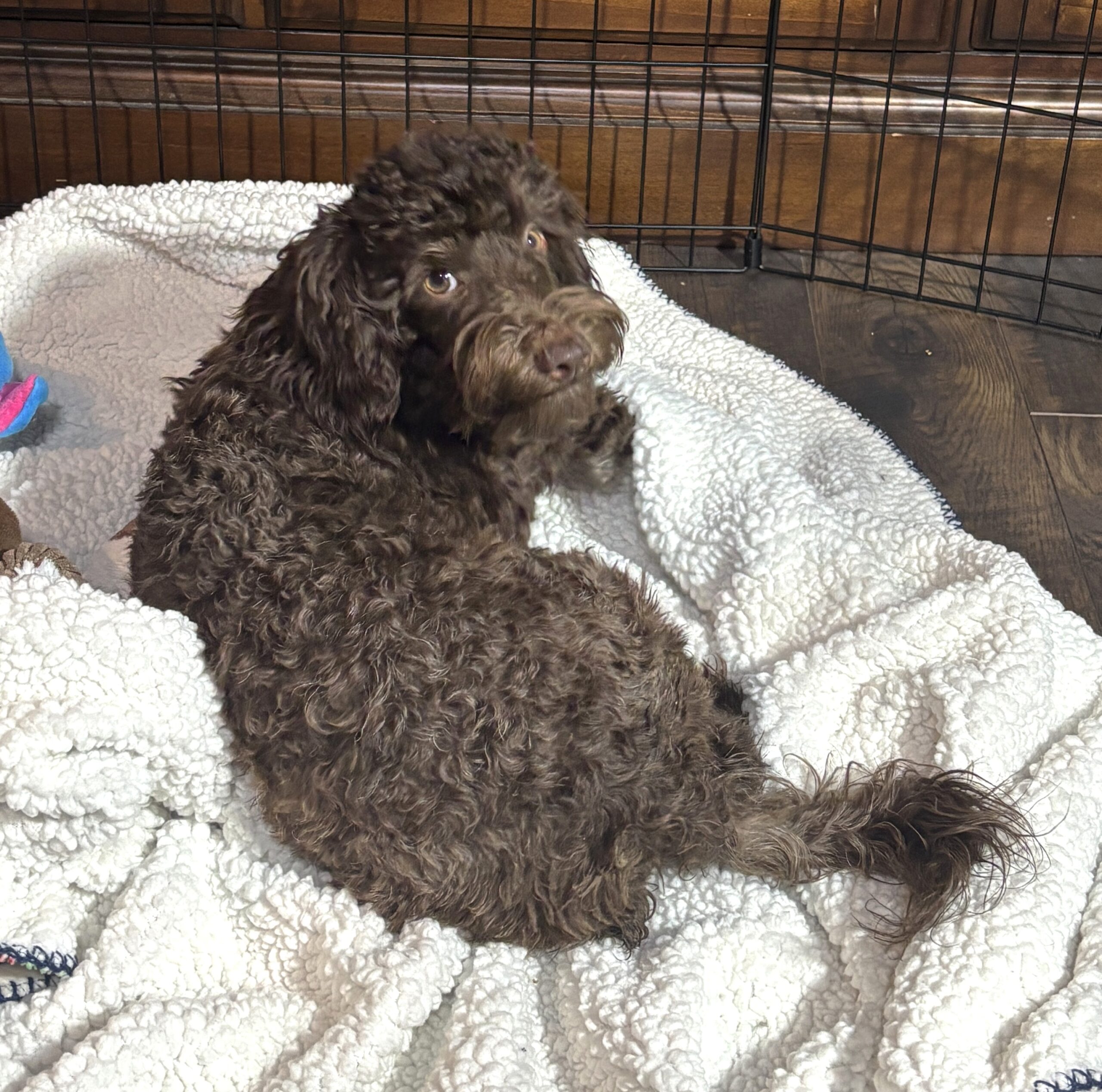 PENNY – Miniature Schnoodle $2300