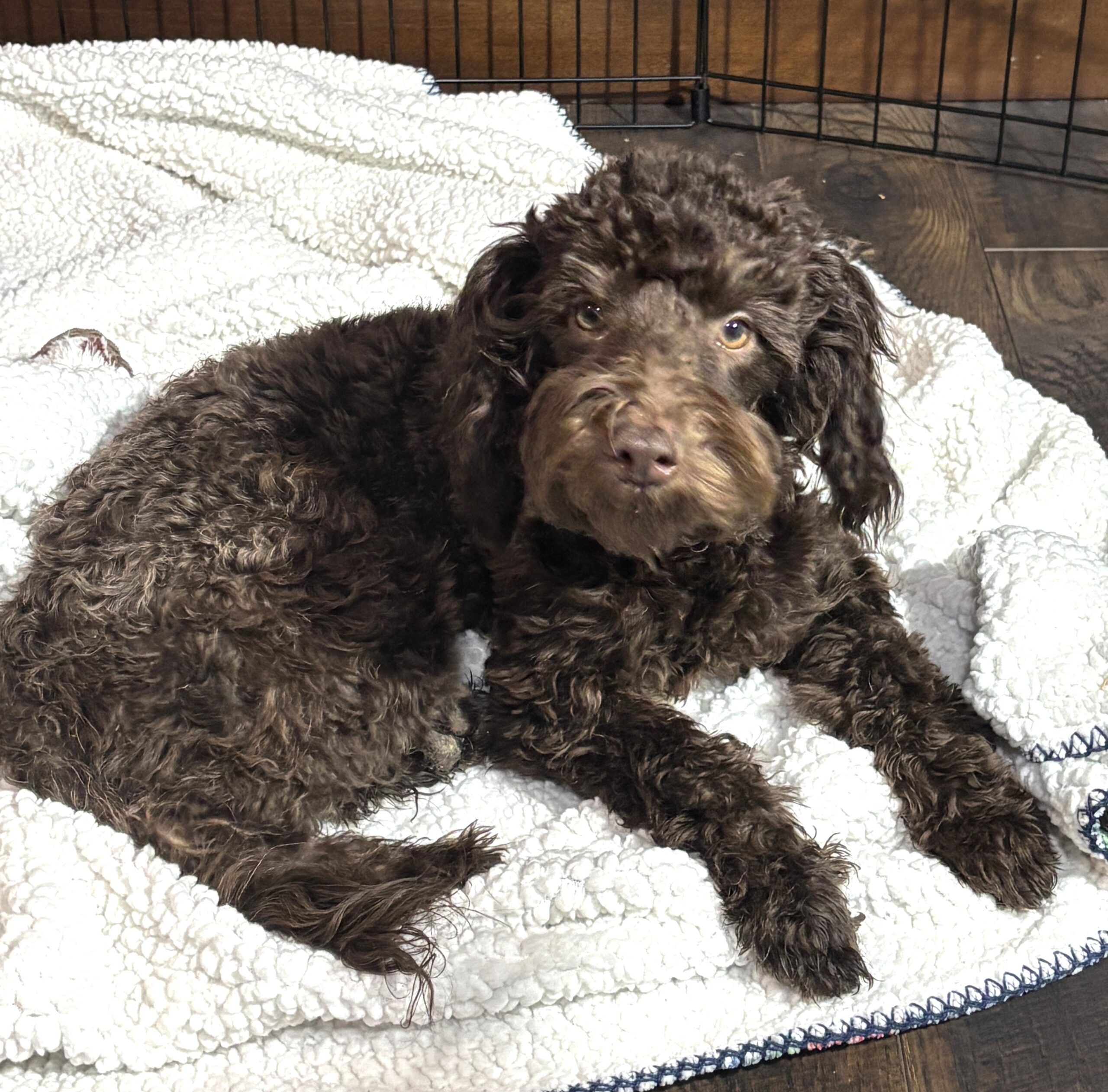 PENNY – Miniature Schnoodle $2300