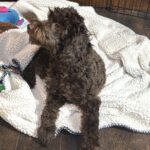 PENNY – Miniature Schnoodle $2300
