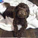 PENNY – Miniature Schnoodle $2300