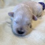 WILMA – Bichon Mix $1800