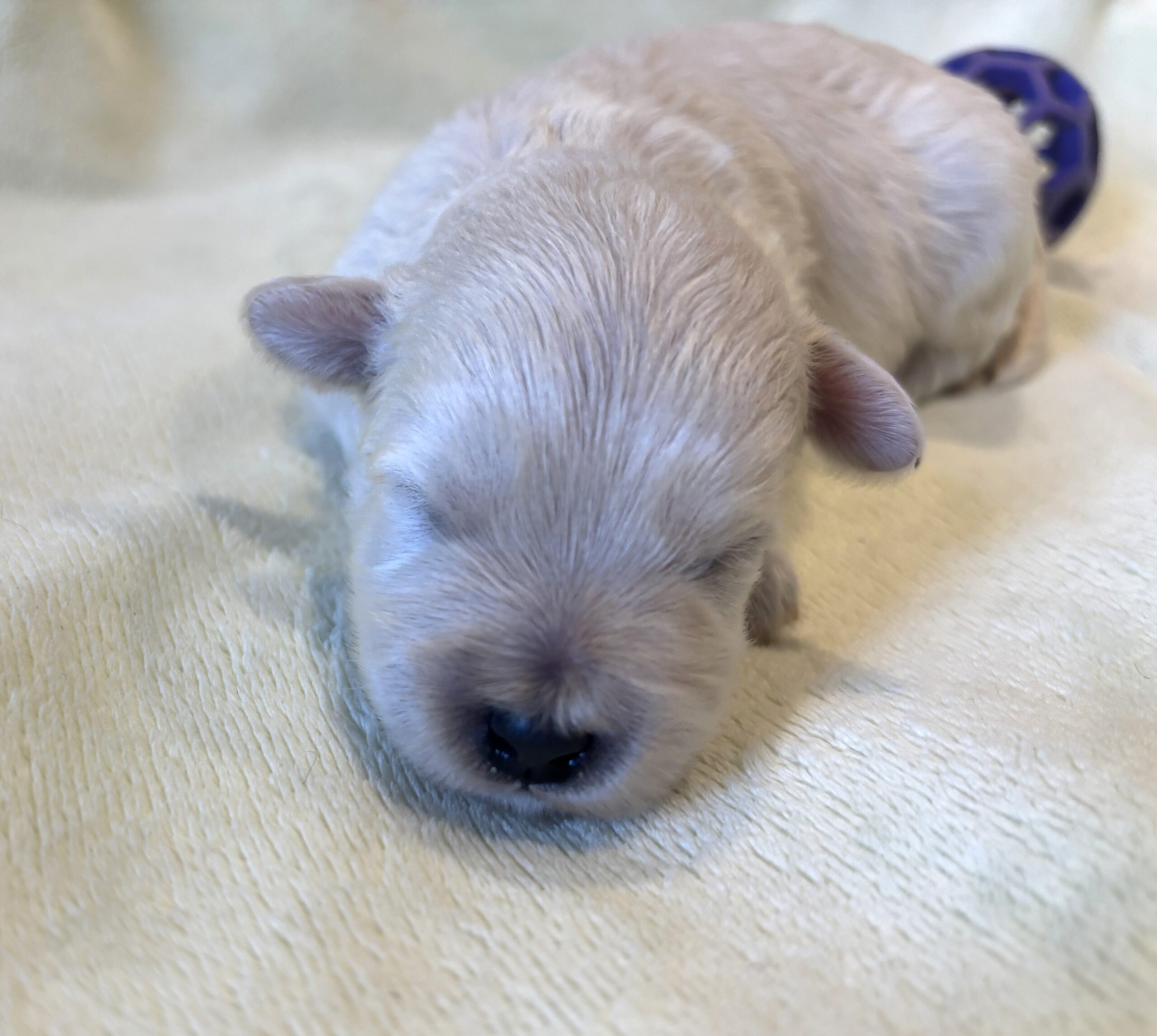 WILMA – Bichon Mix $1800