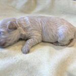 WILMA – Bichon Mix $1800