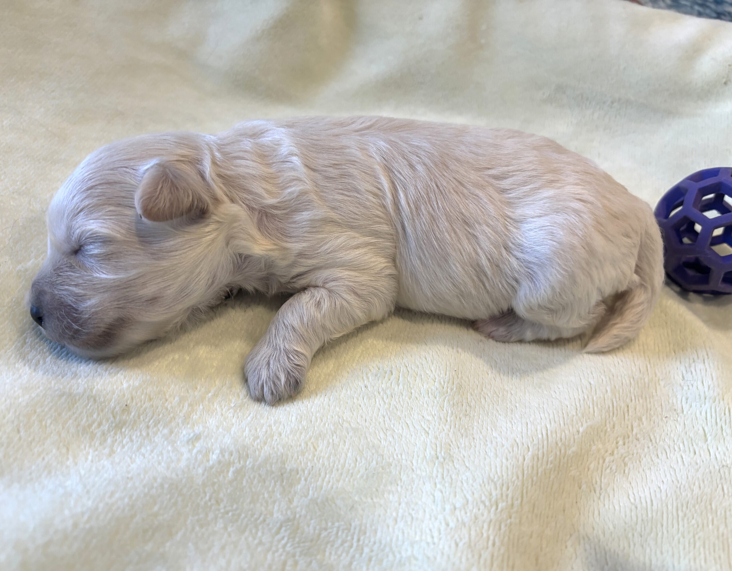 WILMA – Bichon Mix $1800