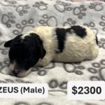 EMILY’S Schnoodle Litter (Click ‘View Detail’ to see Photos)