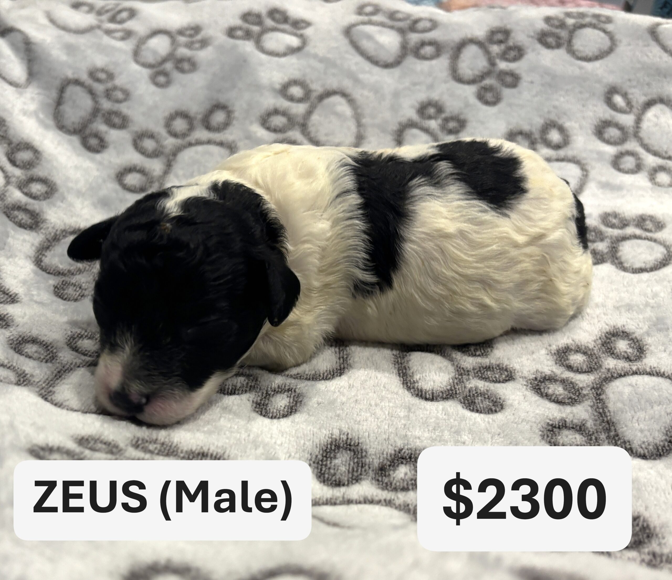 EMILY’S Schnoodle Litter (Click ‘View Detail’ to see Photos)