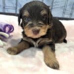 ANITA – Schnoodle $2500