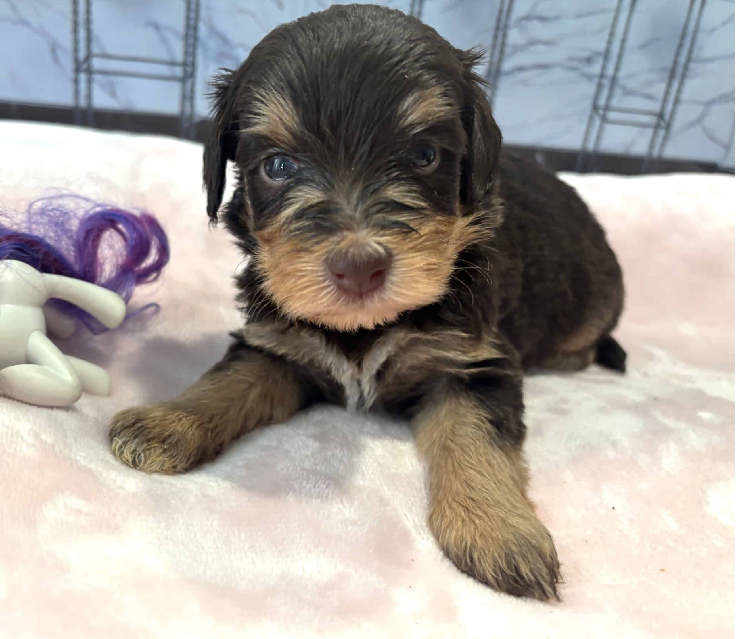 ANITA – Schnoodle $2500