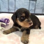 ANITA – Schnoodle $2500