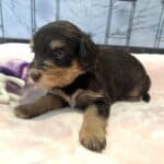 ANITA – Schnoodle $2500