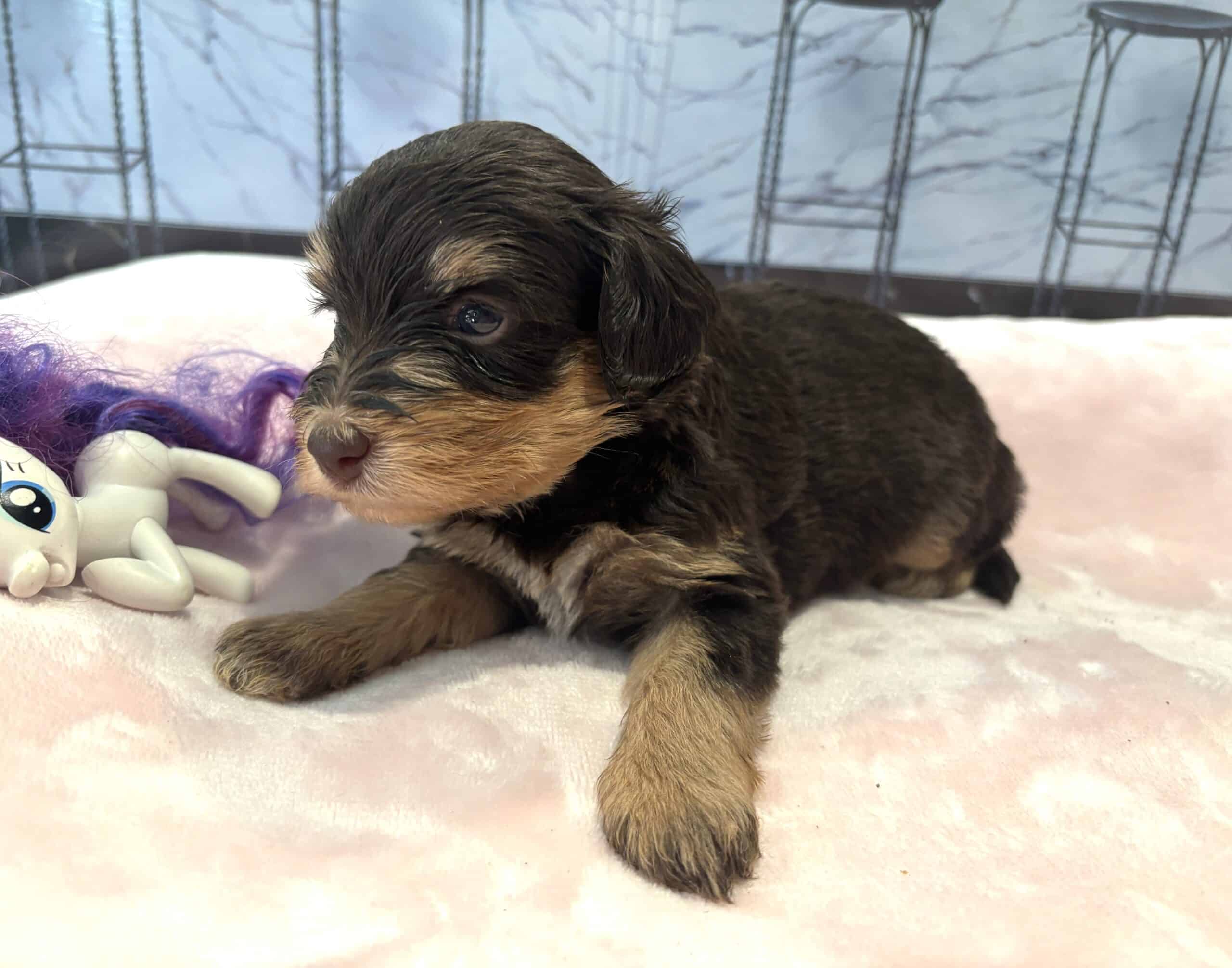 ANITA – Schnoodle $2500