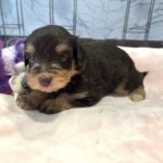 ANITA – Schnoodle $2500