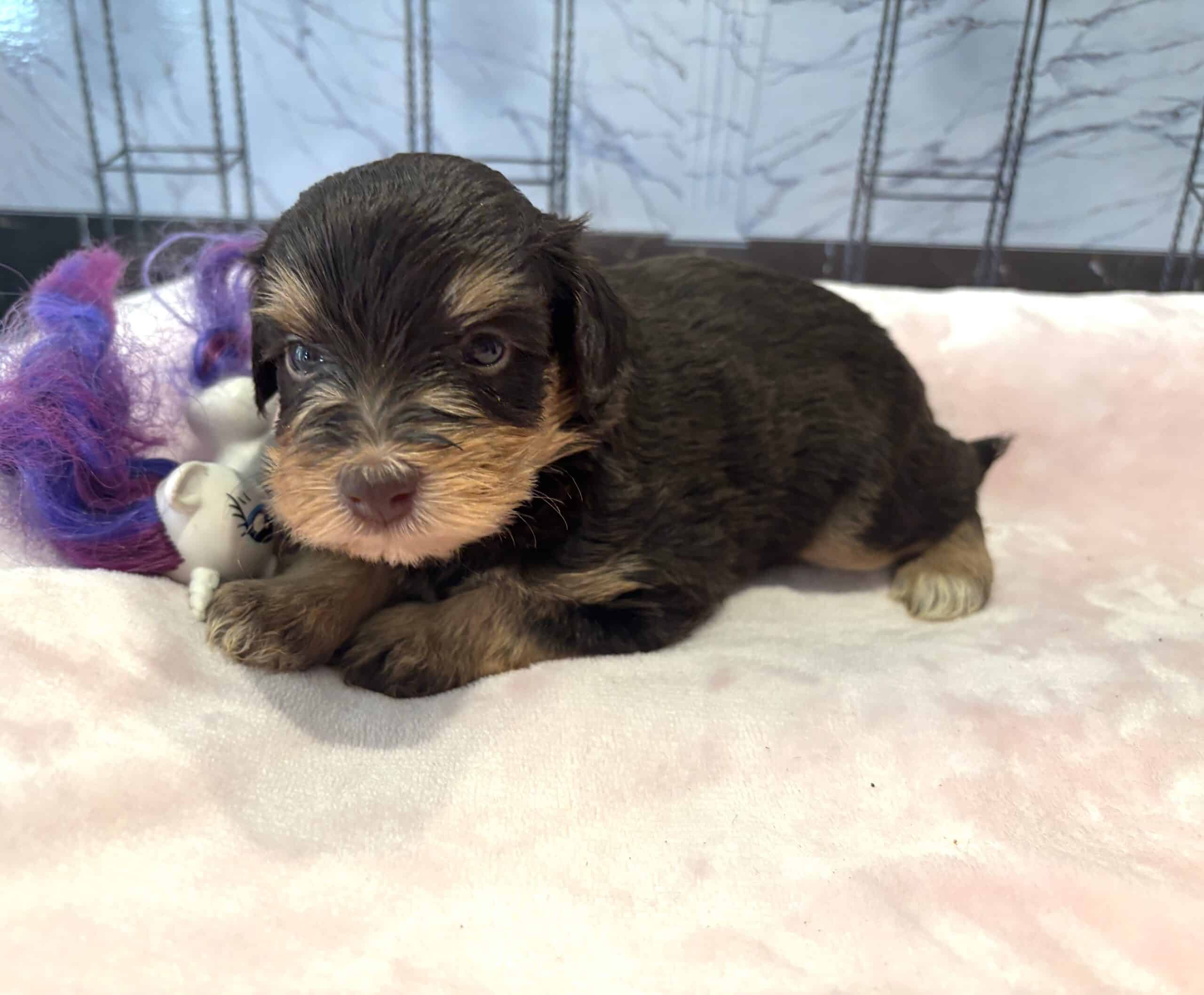 ANITA – Schnoodle $2500