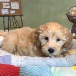 APOLLO – Miniature Schnoodle $2500