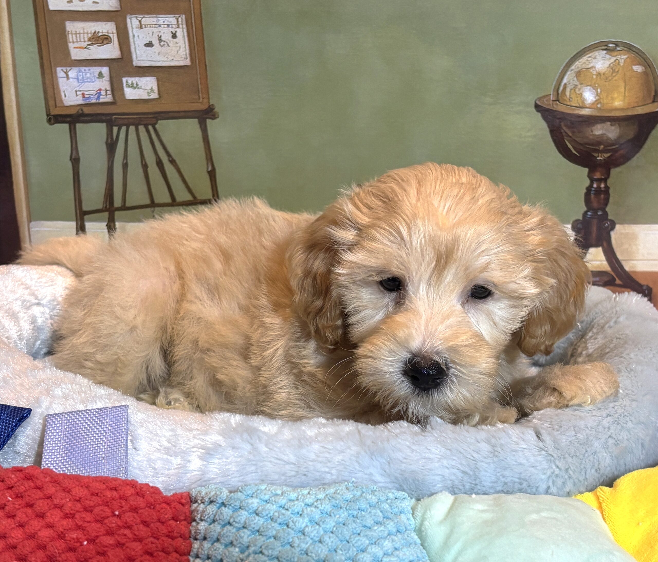 APOLLO – Miniature Schnoodle $2500