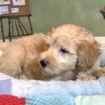 APOLLO – Miniature Schnoodle $2500