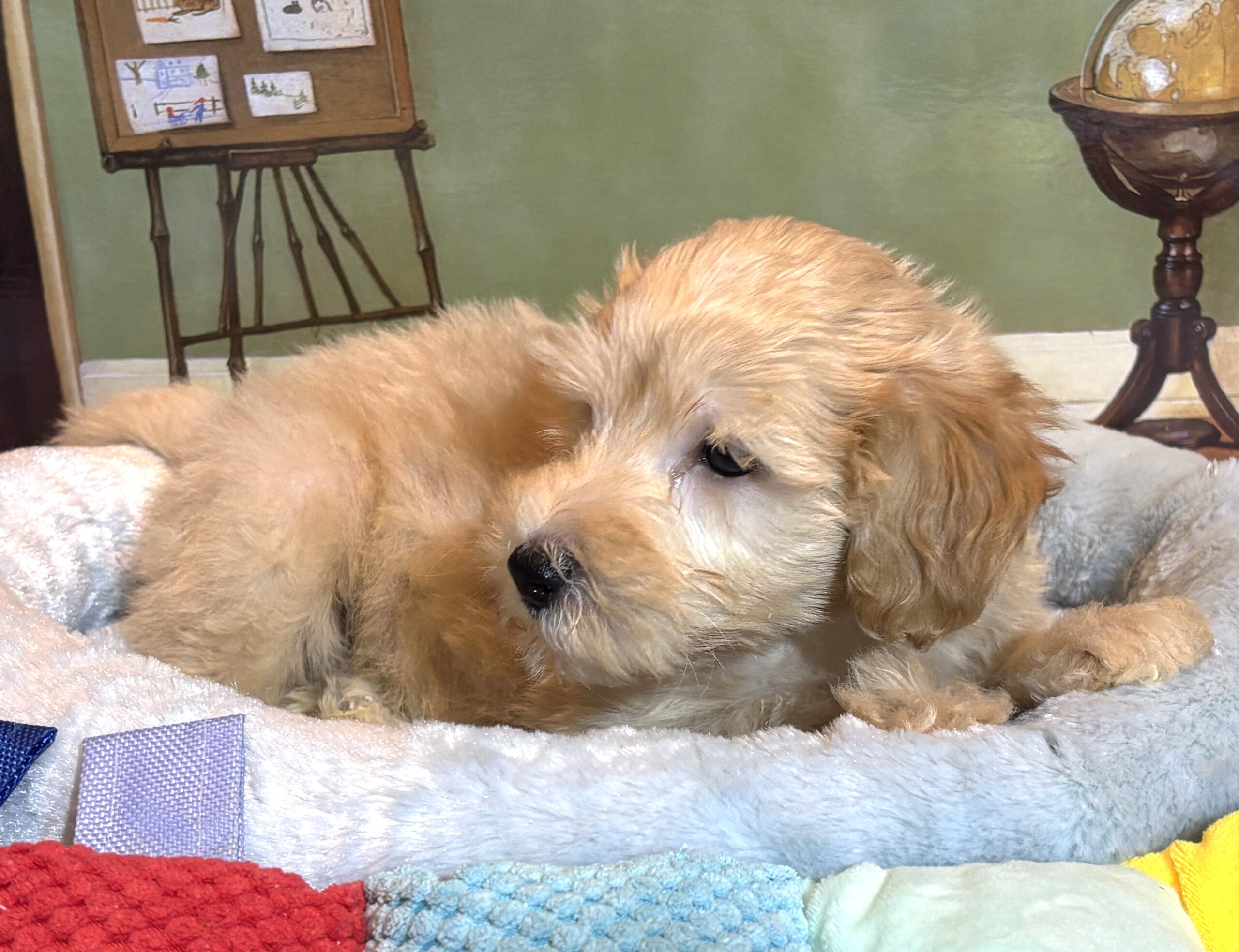 APOLLO – Miniature Schnoodle $2500