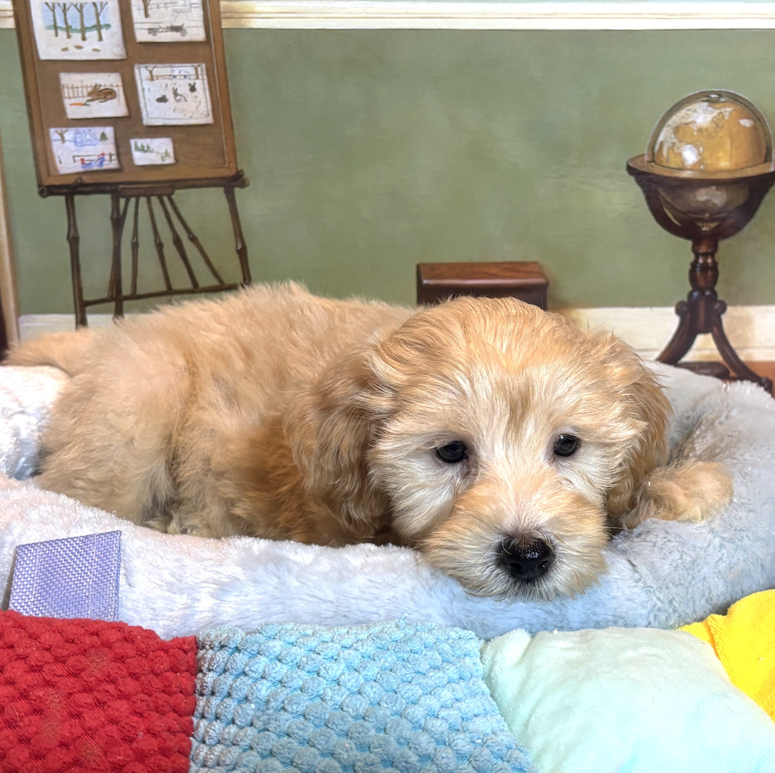 APOLLO – Miniature Schnoodle $2500