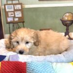 APOLLO – Miniature Schnoodle $2500