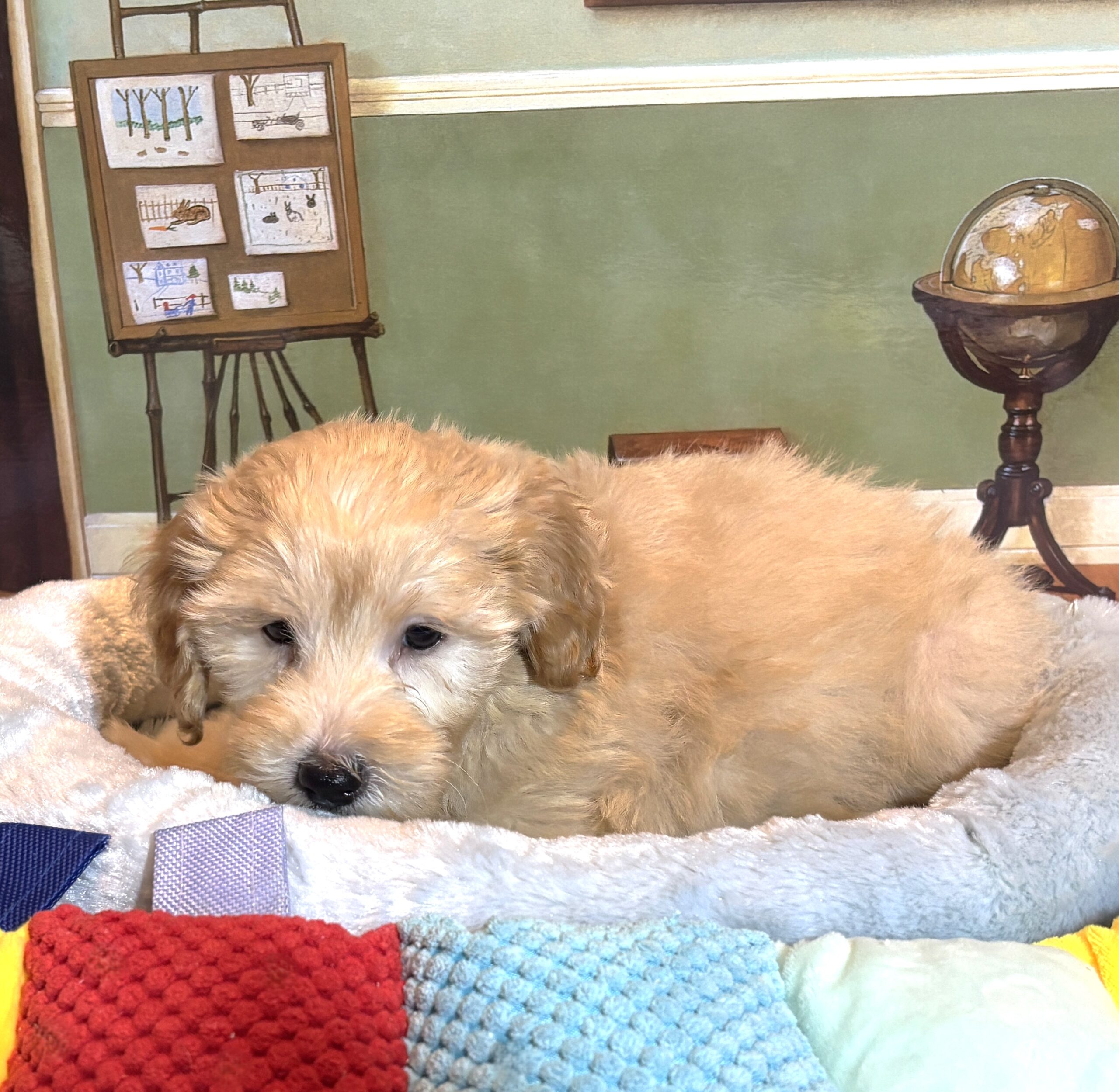 APOLLO – Miniature Schnoodle $2500