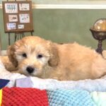 APOLLO – Miniature Schnoodle $2500
