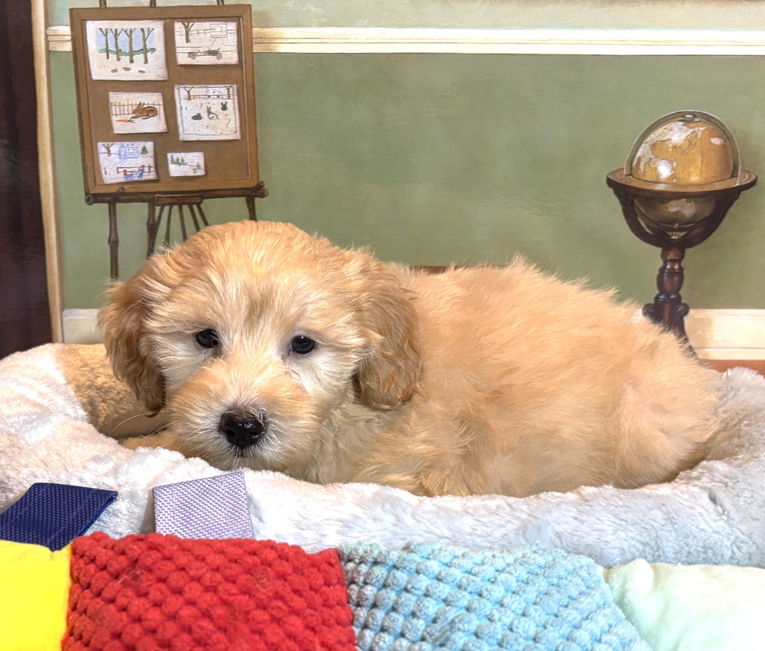 APOLLO – Miniature Schnoodle $2500