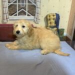 APOLLO – Miniature Schnoodle $2500