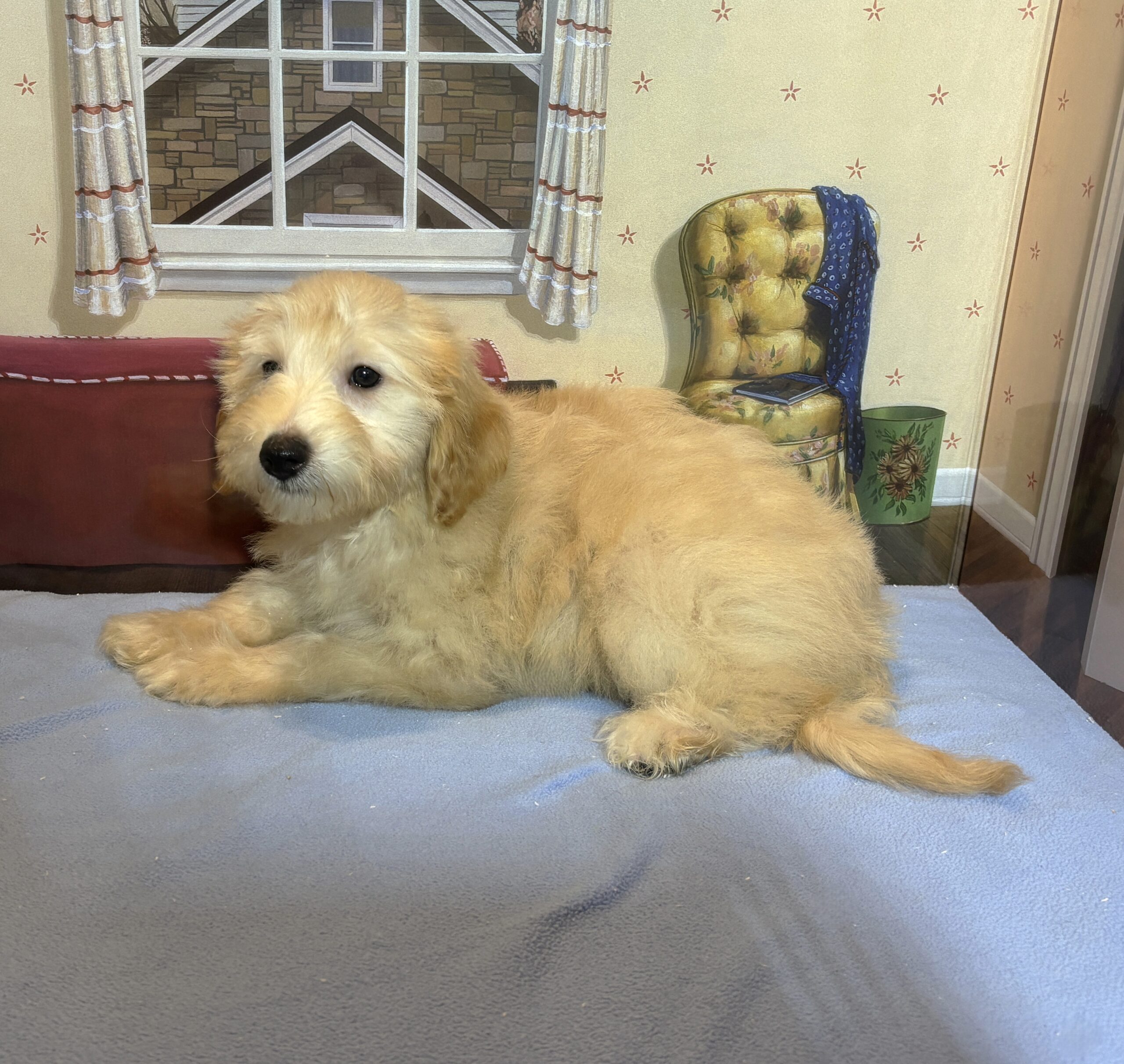 APOLLO – Miniature Schnoodle $2500