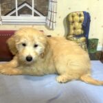 APOLLO – Miniature Schnoodle $2500